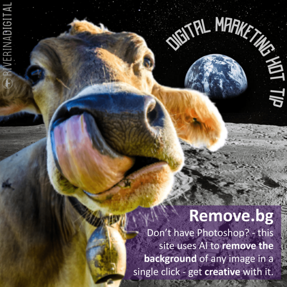 Cow on the moon. Image created with www.remove.bg